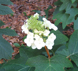 Oakleaf hydrangea in bloom.  Photo by Mary Adams