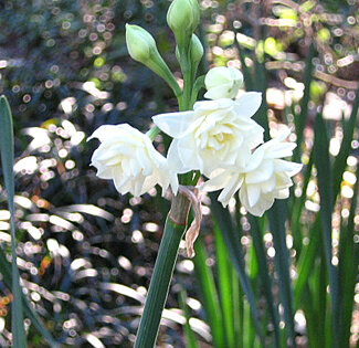 Some varieties of daffodils will grow in north Florida.  Photo by Mary Adams