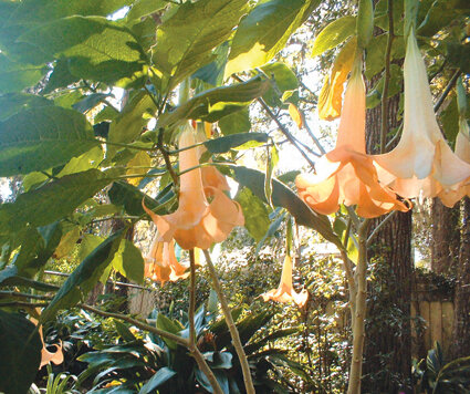 Angel trumpet won’t tolerate freezes, but in zone 8B should return in the spring.  Photo by Mary Adams