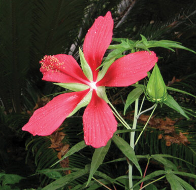 Florida native scarlet hibiscus.  Photo by Mary Adams