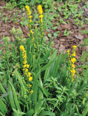 Seaside goldenrod is great for coastal dune areas.  Photo by Tom Hewitt