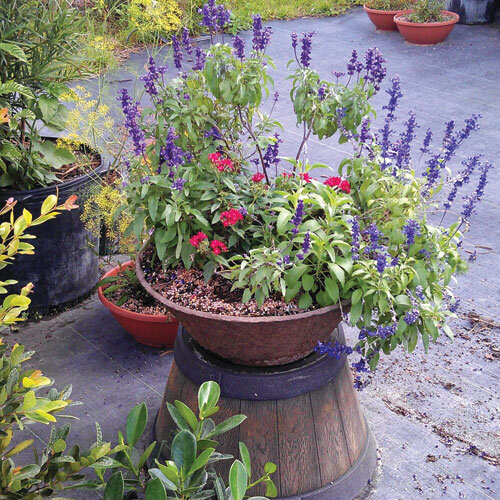 These custom-made containers can last for up to two years on the patio.   Photo by Tom Hewitt