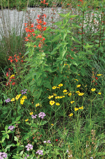 Jane’s meadows self seed and spready out.  Photo by Tom Hewitt