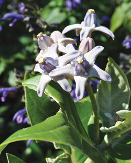 Though not a native, giant milkweed is an alternative for scarlet milkweed in larger gardens.  Photo by Tom Hewitt