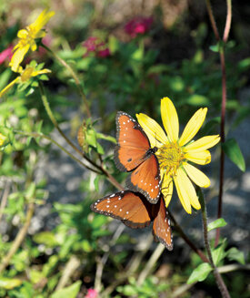 Butterflies love the flowers of our starry rosinweed.  Photo by Tom Hewitt