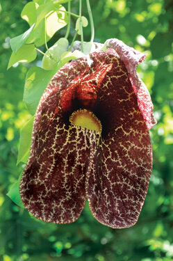 Dutchman’s pipevine has bizarre flowers and leaves that feed swallowtail larvae.  Photo by Tom Hewitt