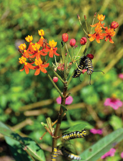Monarchs find scarlet milkweed irresistible, but it upsets the natural balance.  Photo by Tom Hewitt
