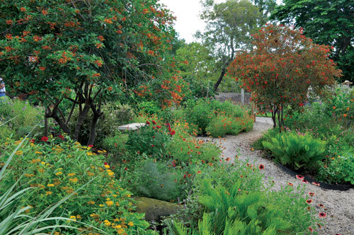 At Mounts, firebush are trained as standards, and plants form “blocks” of color.  Photo by Tom Hewitt