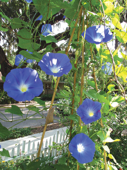 Morning glories share trellises with grape tomatoes.  Photo by Ana Eire
