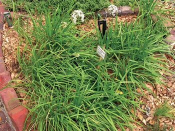 Easier to grow in Florida than regular chives, garlic chives have a mild flavor and pretty white flowers.  Photo by Monica Brandies