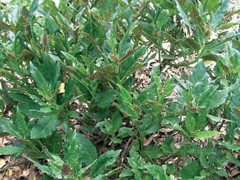 Good in salads all year long, Okinawa spinach also makes a fine perennial ground cover.  Photo by Monica Brandies