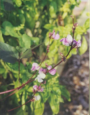 Hyacinth beans make a lovely flowering vine and edible pods.  Photo by Kathy Nelson
