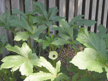 Okra grows through all the warmer months.  There’s still time to plant seeds.  Photo by Monica Brandies
