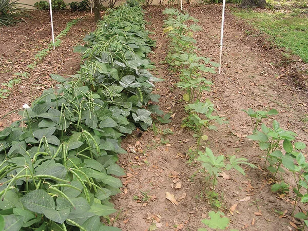 Southern peas (left) thrive in hot weather, as does okra (right); but okra also lures nematodes away from other veggies.  Photo by Monica Brandies